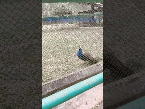 We found peacock !           Don’t copy mine #real
