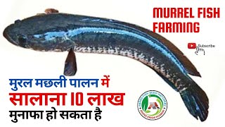 Murrel (Sole / Shol) fish farming process - Profitability - Feed winned Murrel - Channa striata