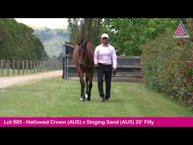 Lot 985-Hallowed Crown(AUS) x Singing Sand(AUS) 20’ Filly-2022 GoldCoast YearlingSale Magic Millions