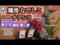 【ナデシコの育て方】【爛漫なでしこ】ダイアンサス植付け・摘芯・挿し芽 全部盛り！新コーナー園芸小ネタ