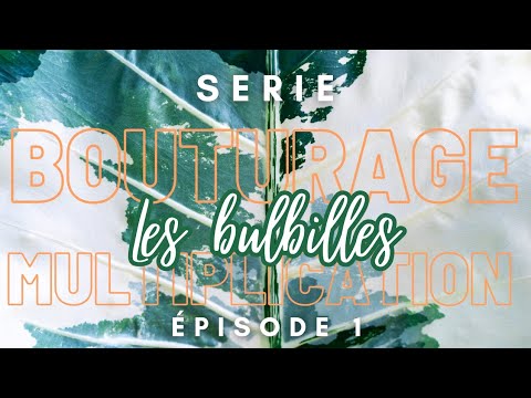 Bouturage et Multiplication | Ep. 01 : les bulbilles