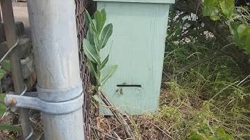Scout bees checking out a swarm trap