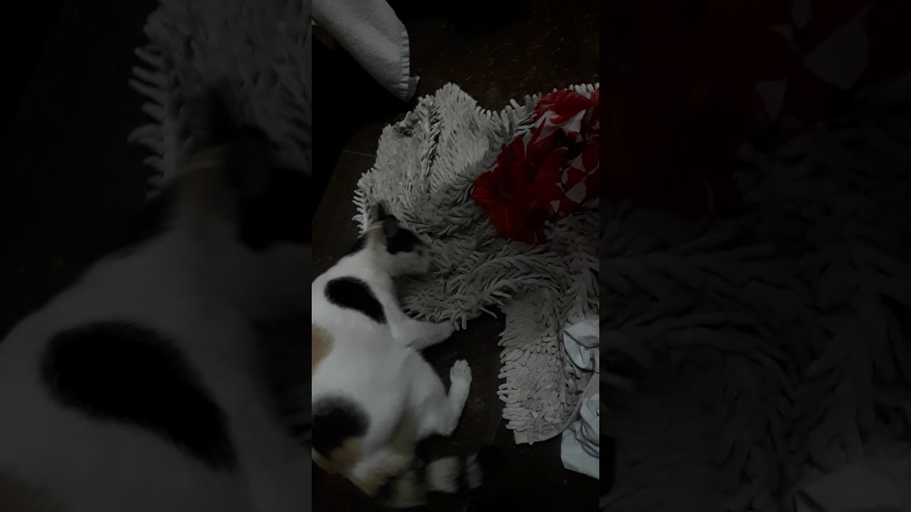 Cat labor and giving birth pt. 1 