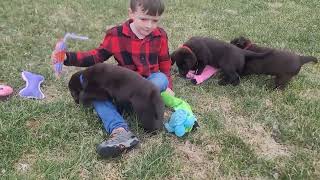 6-week-old Chocolate Labrador Puppies Playing Outside