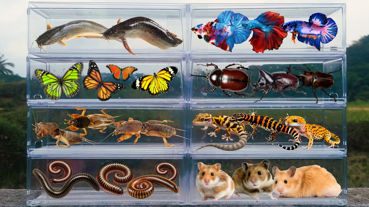 I am hunting for insects in the garden I found a Millipede, Horn Beetle, Betta Fish, Gecko, Hamster