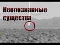 НЕОПОЗНАННЫЕ МИСТИЧЕСКИЕ СУЩЕСТВА СНЯТЫЕ НА КАМЕРУ.. Oskar Play- Мистика, ужасы, необъяснимое...