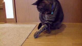 てんとう虫と猫