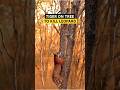 Tiger On Tree To Kill Leopard - तेंदुए को मारने के लिए बाघ पेड़ पर चढ़ गया #tiger #viral #shrots
