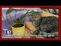 ¡Protege a tu gato de las plantas venenosas! Descubre cómo mantener un hogar seguro