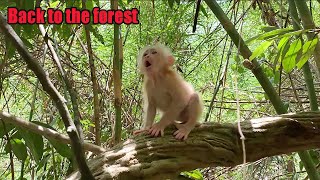 Dad Tinh takes baby monkey Rosi back to the forest | Rosi Lives In The Forest | Part 1