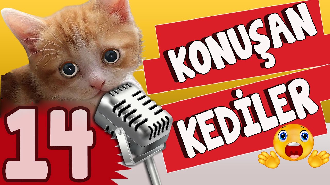 Konusan Kediler 14 En Komik Kedi Videolari Viruse Karsi Pisi Youtube