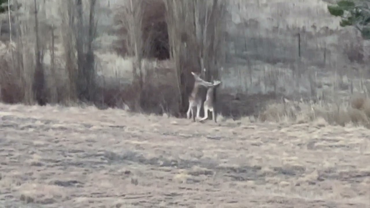 Kangaroos duke it out in Dalgety