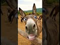 اغاني ياحمر 