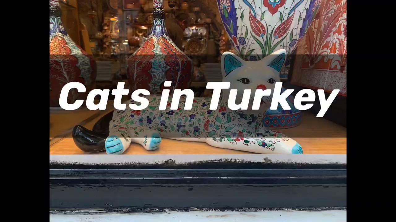 Cats in turkey YouTube