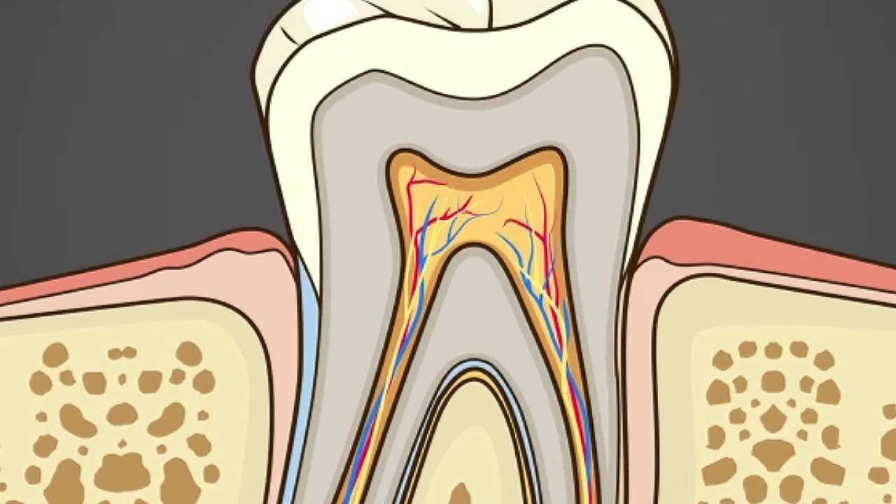 Fundamentals of Occlusion Direction of force applied YouTube