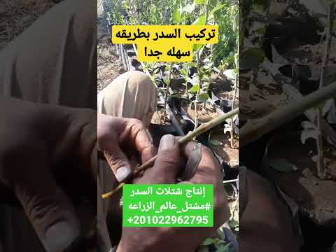 تطعيم السدر من داخل مشتلنا السدر التفاحى السدر مشتل عالم الزراعه