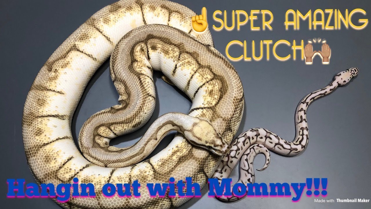 captive breeding programs in zoos #triggreptiles #ballpythons #reptiles AMAZING BABY BALL PYTHON COMBOS!!!