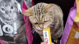 Farley The Three Legged Pet Store Cat Enjoying Puree! by CAT-astrophic! 32 views 10 days ago 1 minute, 40 seconds