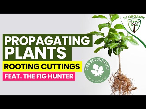 Video: Naeltjievoortplantingsmetodes: Leer hoe om 'n naeltjieboom voort te plant