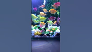 Fish / Cá vàng bơi/Cá cánh buồm #aquarium #cávàng #concá #shotrs