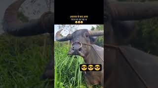 ACHANAK SE YAAD AAYA NAVRATRI KA VRAT RAKHA HAI 🤣 #comedy #funny #shorts #viral #trending #navratri