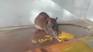 Mouse/Rat eating banana