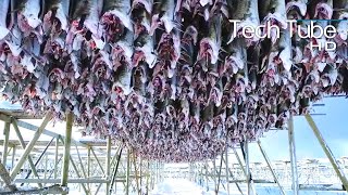 Amazing Codfish Fishing Vessel Salted Cod Processing In Factory  Cod Fillet Processing