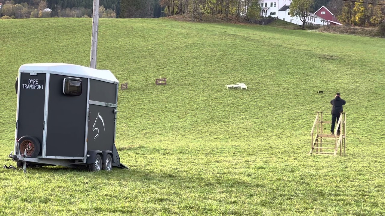 Dewi Ellie winning run