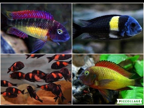 tropheus care