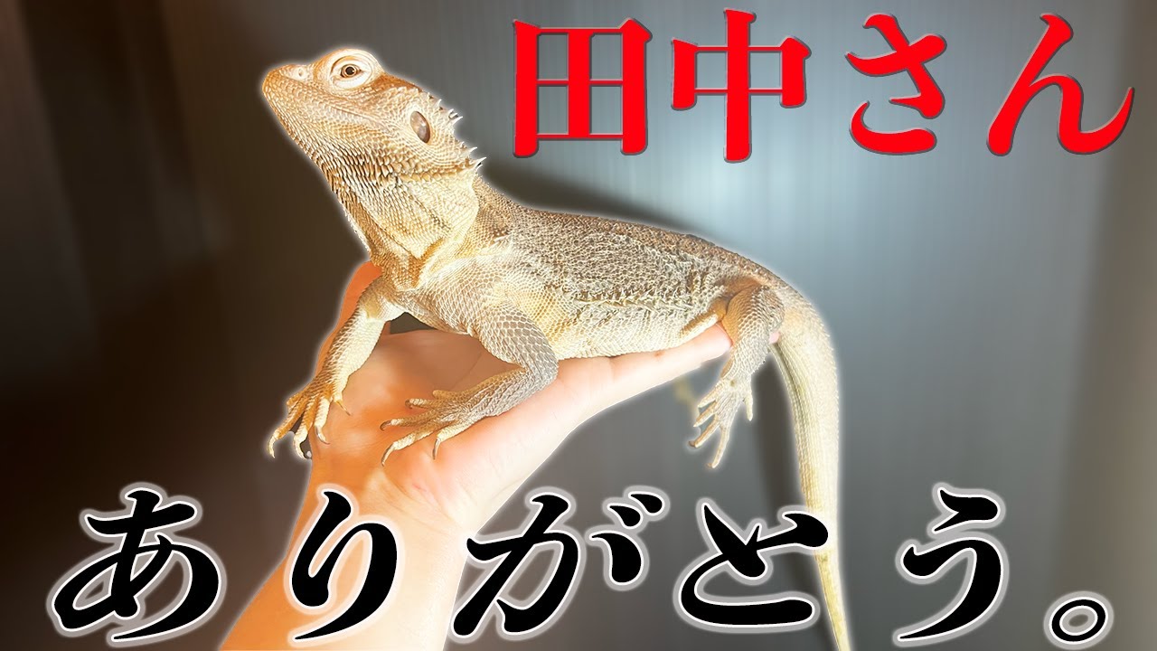 Thank you very much. This will be the last video about Tanaka's