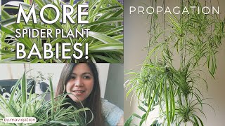 Spider Plant Care and Propagation l More Babies!!