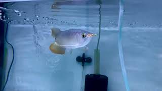 Indonesian Super Red Arowana