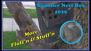 Squirrel Nest Box - Siblings have a sleep over nap.