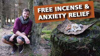 Pine Resin  Natures Ultimate Incense and Anxiety Cure