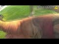 Bodycam video shows Columbus officer accidentally shot by another officer who fired at dog