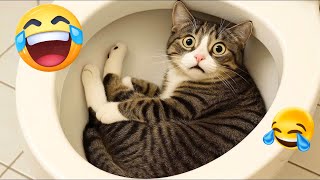: Hilarious CATS  and DOGS  Funny Animal Videos 2025  Try Not To Laugh #29
