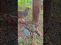 Quail, बटेर bater aur uske bache, win win situation #quail #chicken #health #lovestory #familyvlog