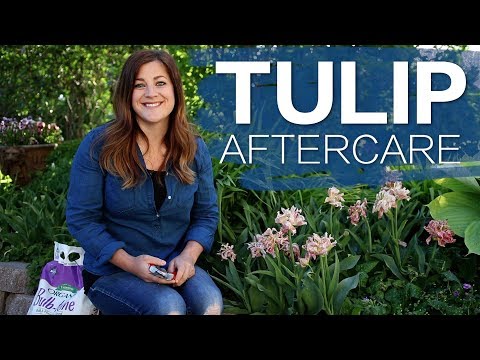 Tulip After Care with Garden Answer