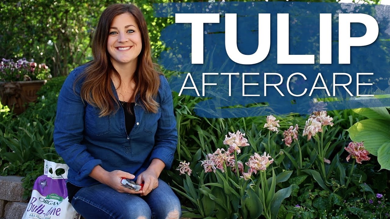 Tulip After Care With Garden Answer Youtube