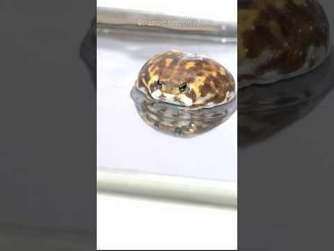 Rain frog girl who loves baths #rainfrog #frog #commonrainfrog #shorts