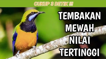 CUCAK CUNGKOK GACOR FULL TEMBAKAN NILAI TERTINGGI DI ARENA LOMBA|MASTERAN CUCAK CUNGKOK GACOR