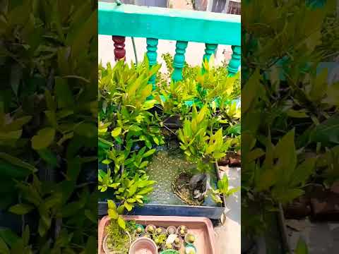 সুন্দর বনের সুন্দরী গাছ দেখুন - bonsai tree