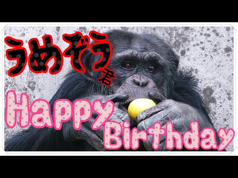 🐵円山動物園 チンパンジー - YouTube
