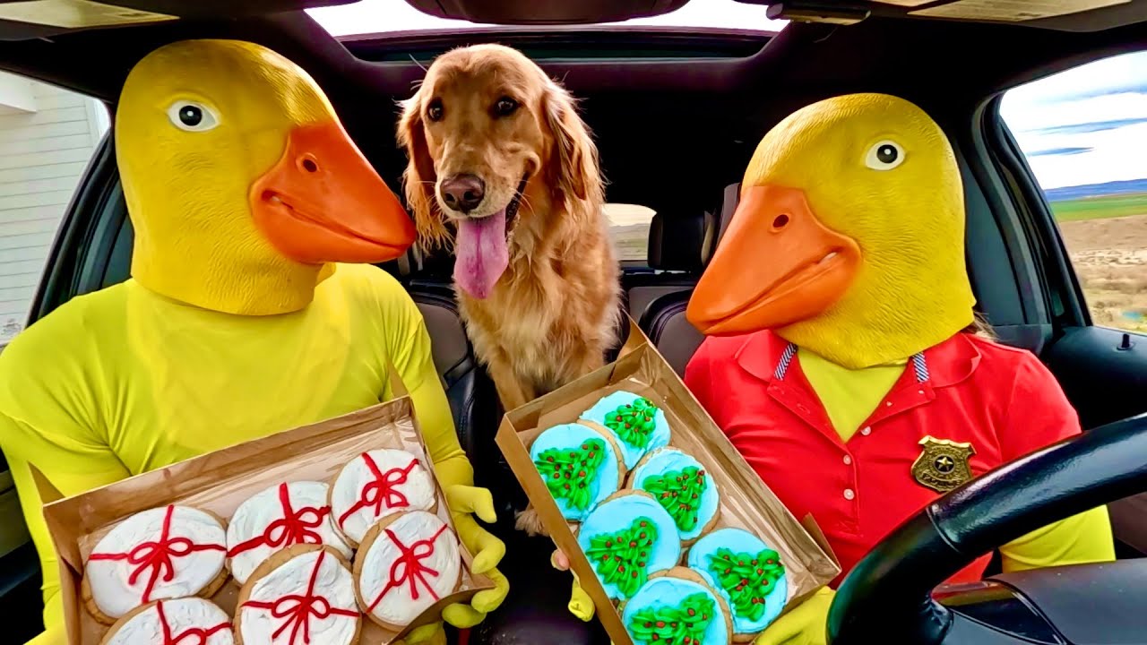 Rubber Ducky Surprises puppy, Fox With Car Ride Chase