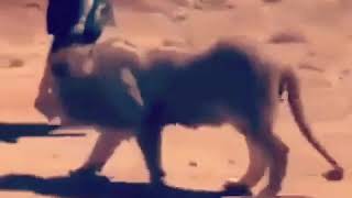 انا قلبي داب مليش صحاب دا صحبي دا دراعي | حسن شاكوش | حالات واتس