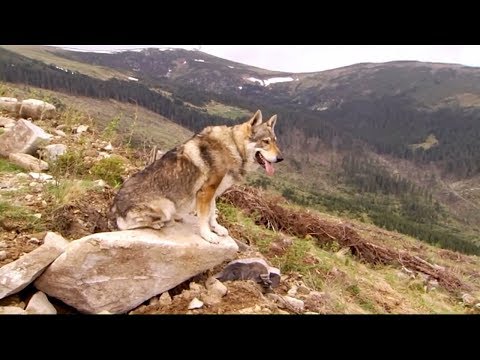 Video: Râul Tvertsa, regiunea Tver: descriere, fotografie