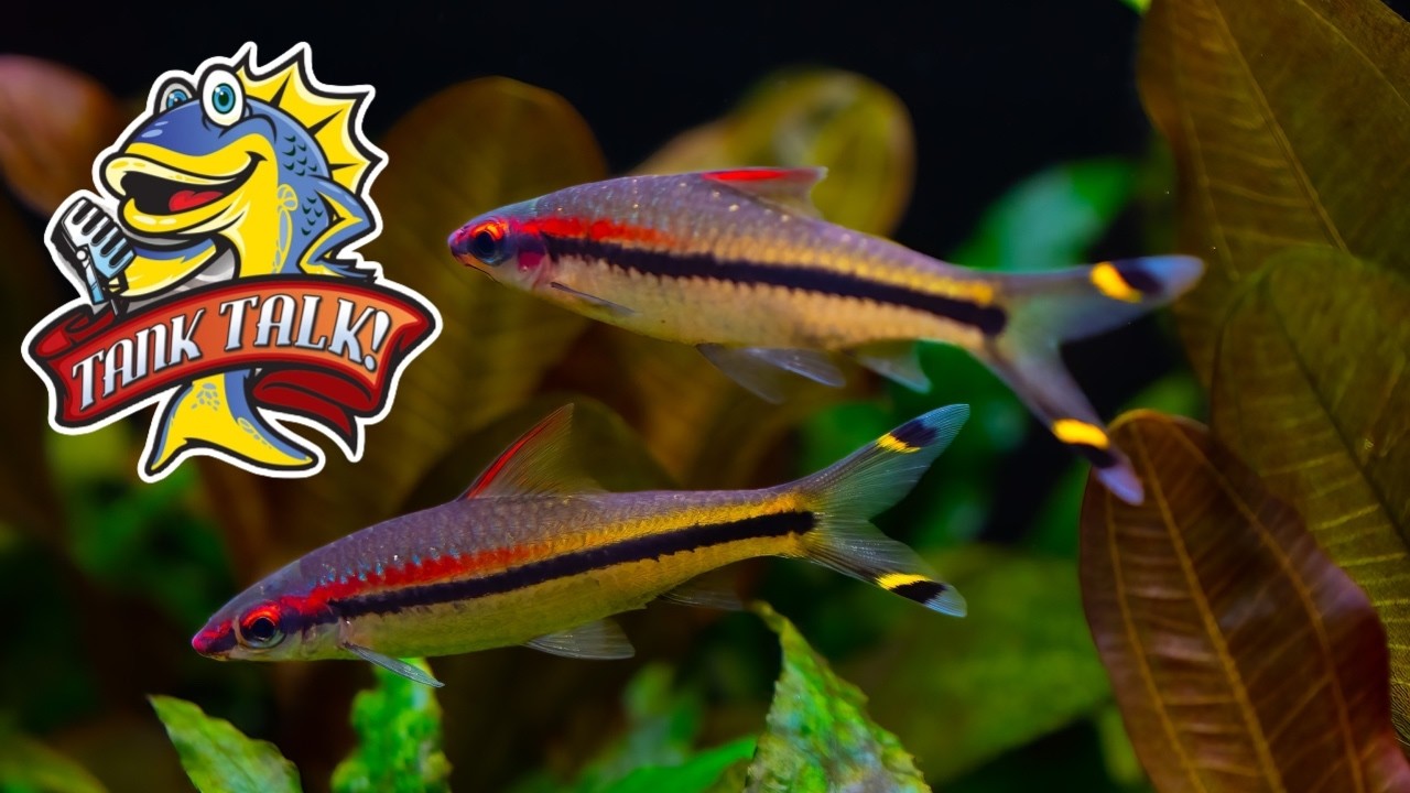 Fast Fish, Slow Fish, Cyclyng With Fish and Advice On Fish