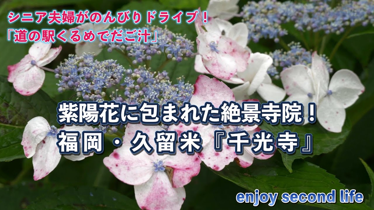A Spectacular Temple Wrapped in Hydrangeas! Senkoji Temple in