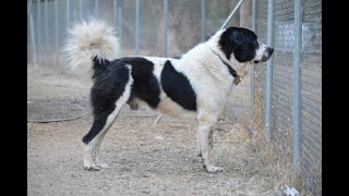 Каталог пород собак.Греческая овчарка (Greek sheepdog)