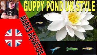 How To Make a Guppy Pond Summer Tubbin Uk .